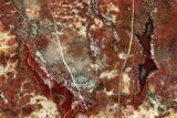 Polished Dinosaur Coprolite Nodule Section - Utah #307992-1
